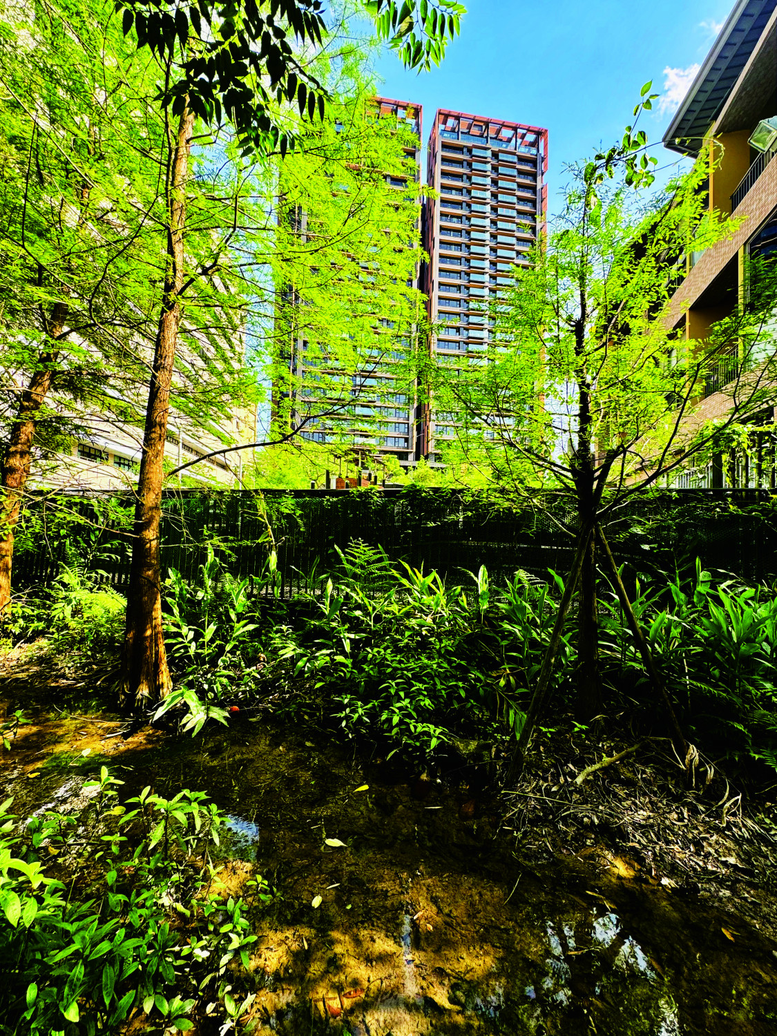 ▲生態補償——永建生態溝