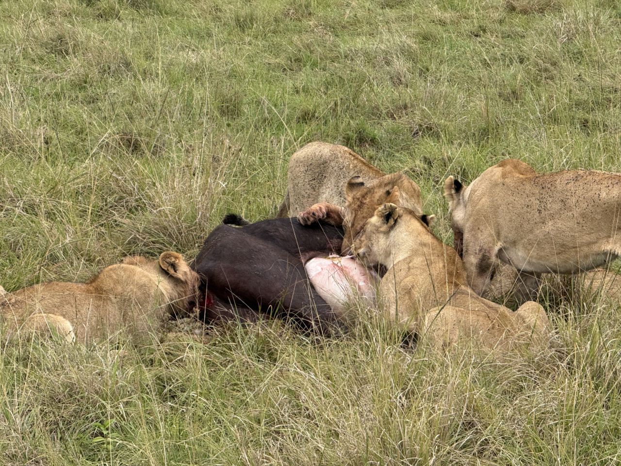 海角水牛正被獅群圍攻