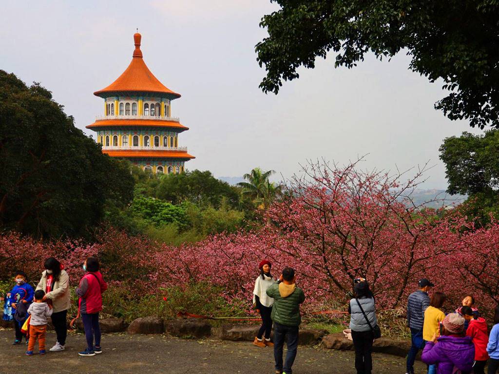 櫻花怎麼拍 圖片來源官網