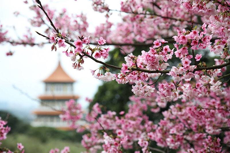 櫻花怎麼拍 圖片來源官網