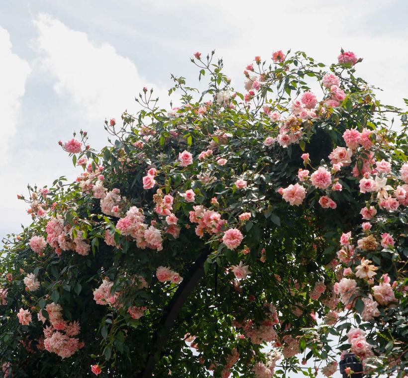 2026 臺北玫瑰展