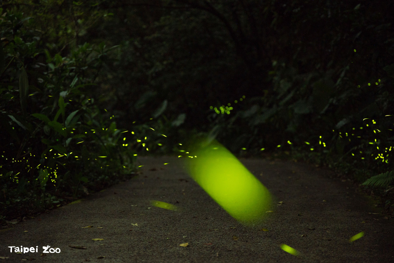 動物園賞螢